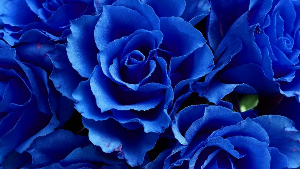 Blue:413xunemq7c= Flowers