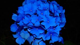 Blue:413xunemq7c= Flowers