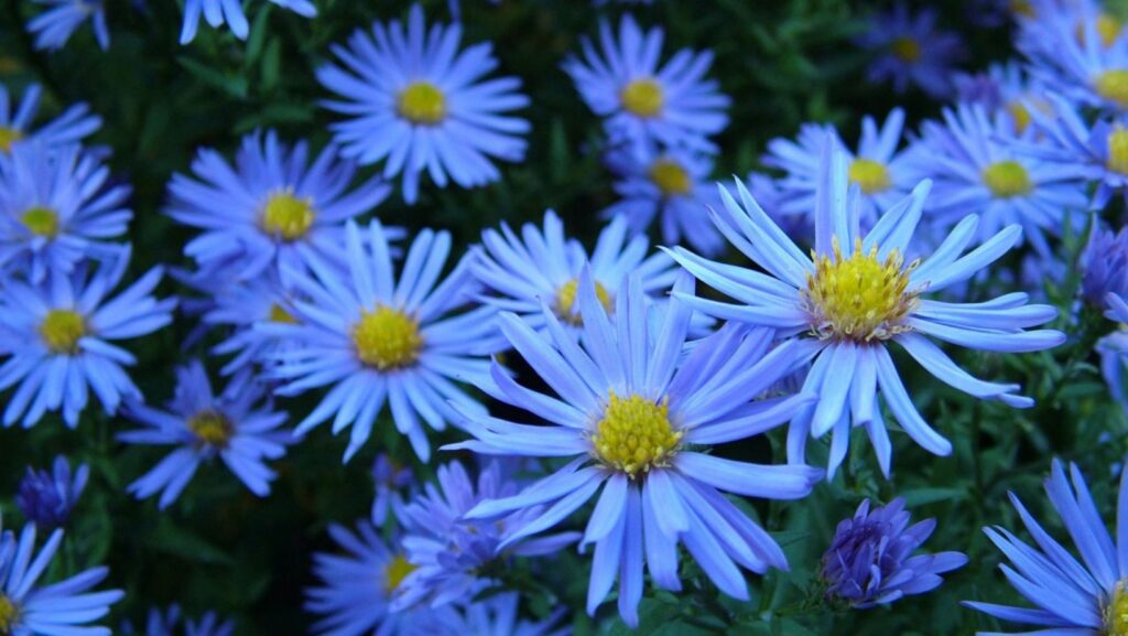 Blue:2kar4za-agy= Flowers