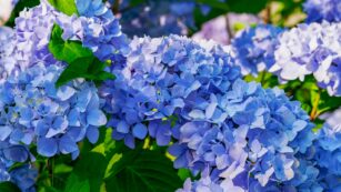 Blue:2kar4za-agy= Flowers