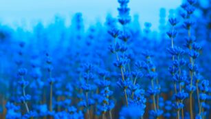 Blue:2kar4za-agy= Flowers